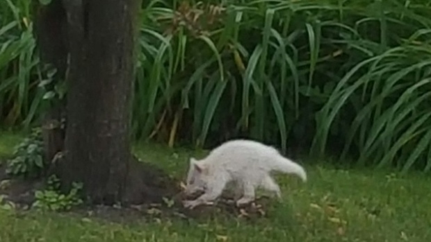 Paula Gianasi spotted this animal in her Richmond Hill backyard at the end of July.