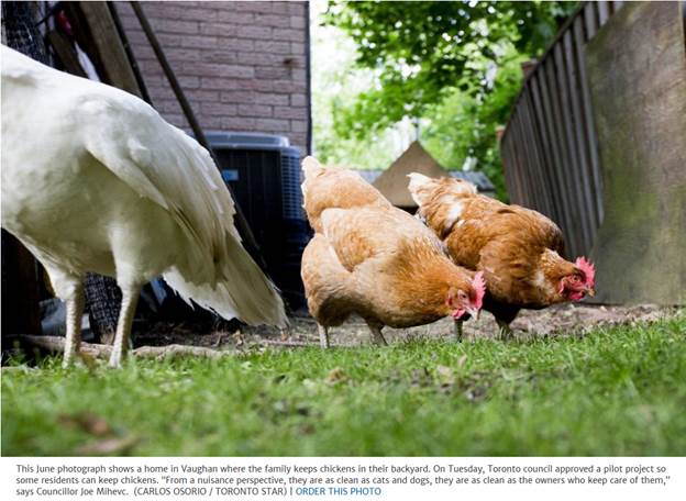 Image of chickens in Vaughan backyard