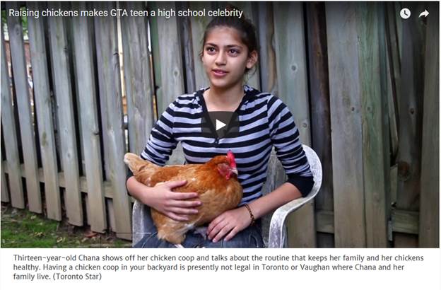 Image of girl holding a chicken in a Vaughan backyard